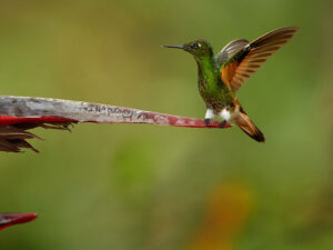 Avistamiento de aves
